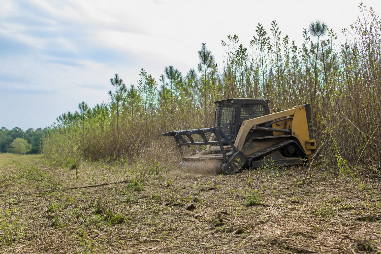 Standing brush and saplings — Fayetteville, NC